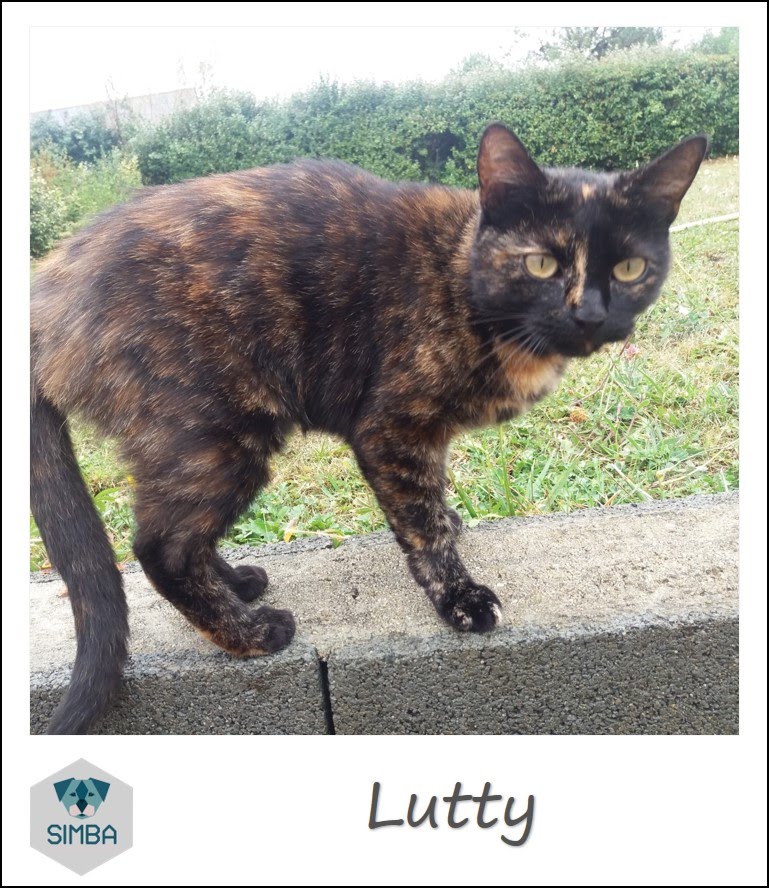 Lutty chat
