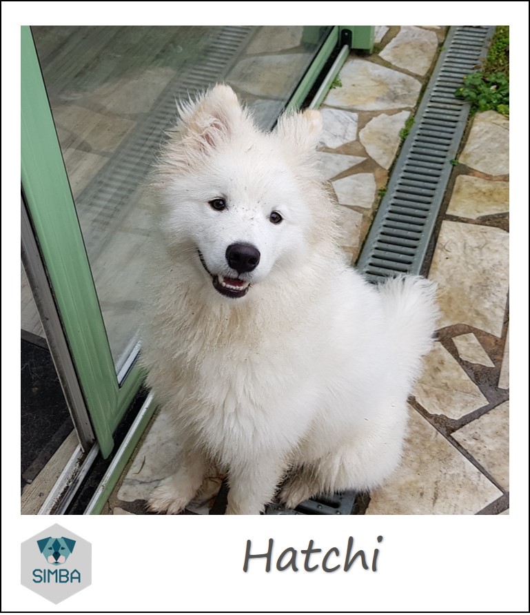 Hatchi samoyede