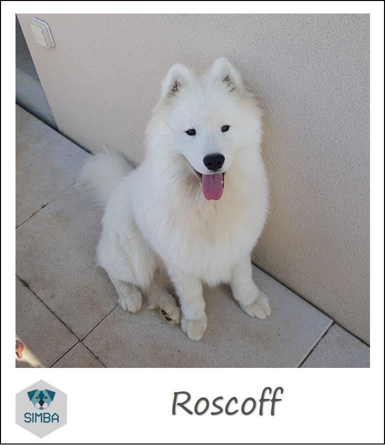 Roscoff samoyede