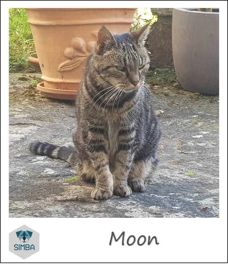 Moon chat