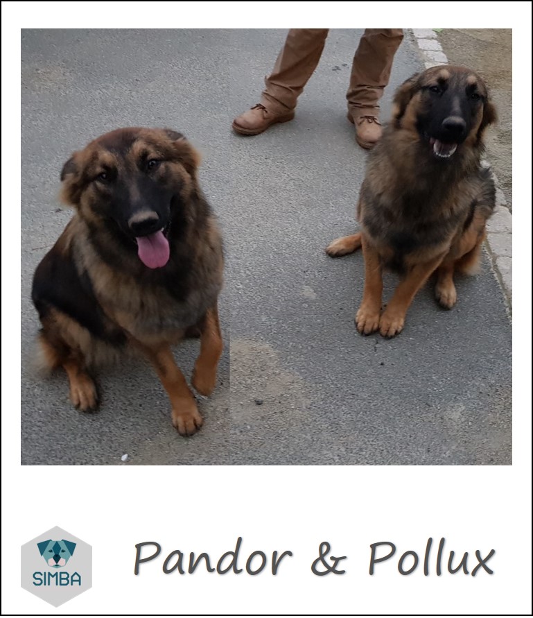 Pollux & Pandor malinois