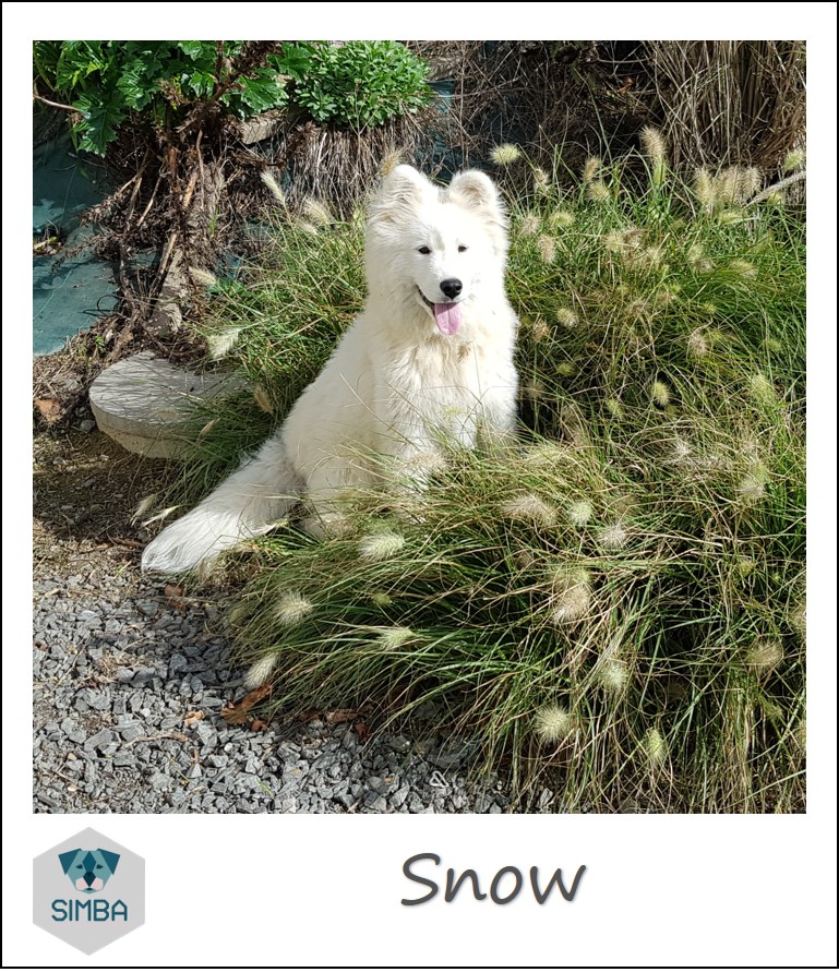 Snow Samoyede