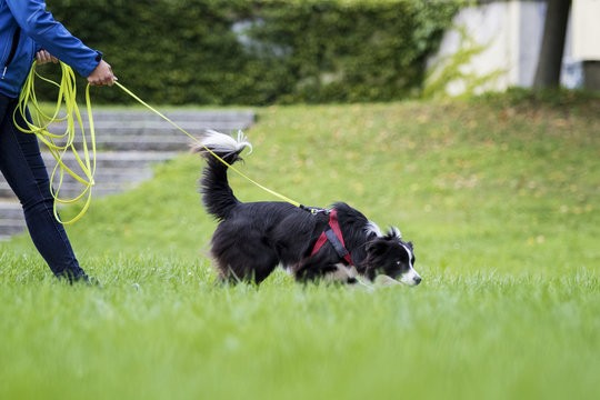 chien en longe suivant une piste