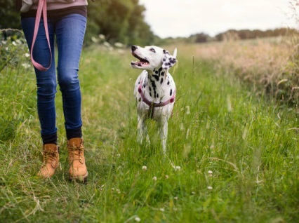 gardiennage secteur de cholet